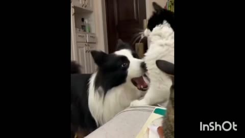 Funny moments Cat and Dog cute animals