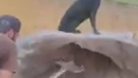 Funny animal
