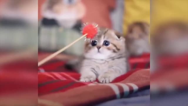 | Funny Cat | Funny Baby Cat |