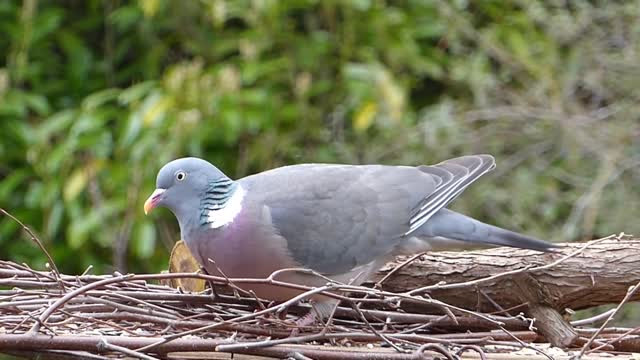 pigeon bird feeding alone one