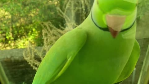 A parrot talking from behind the window