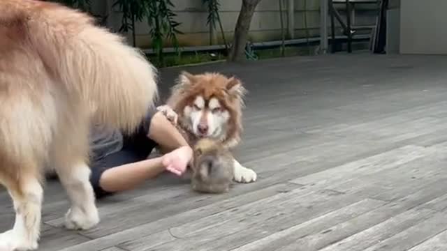 the smart dog luna 🐺