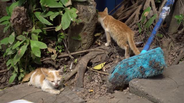 Two red cats. Hanoi Vietnam