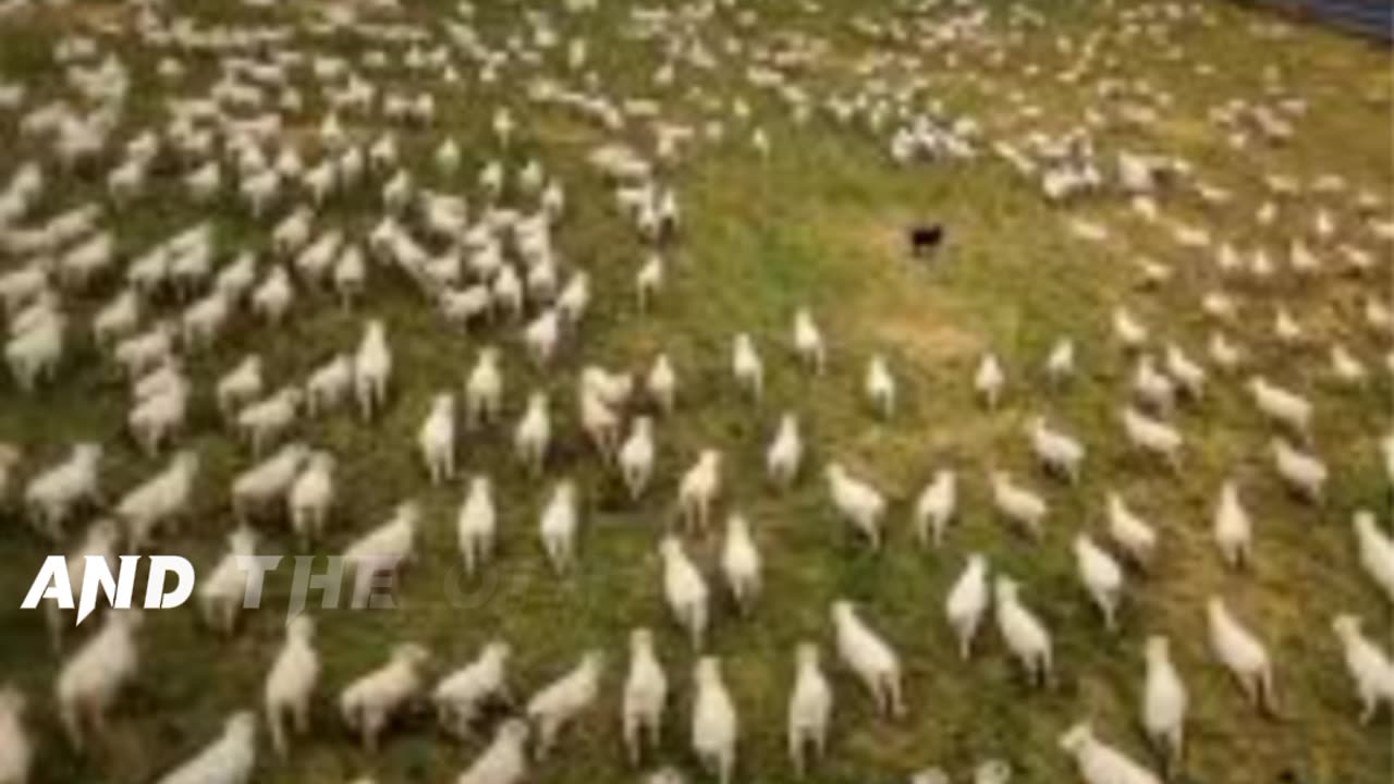 Sheep accident in Turkey