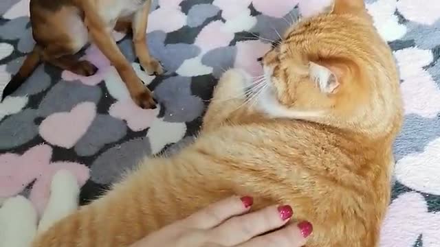 Jealous Doggy Doesn't Like Cat Receiving Pats