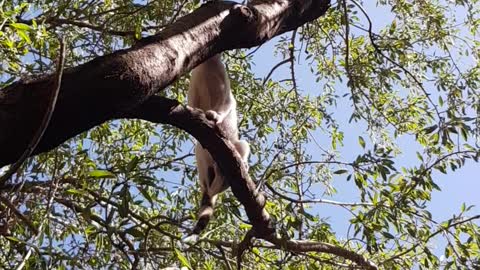 A cat playing in an almond tree