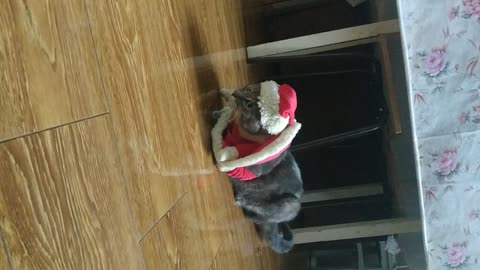 Cat in Santa clothes