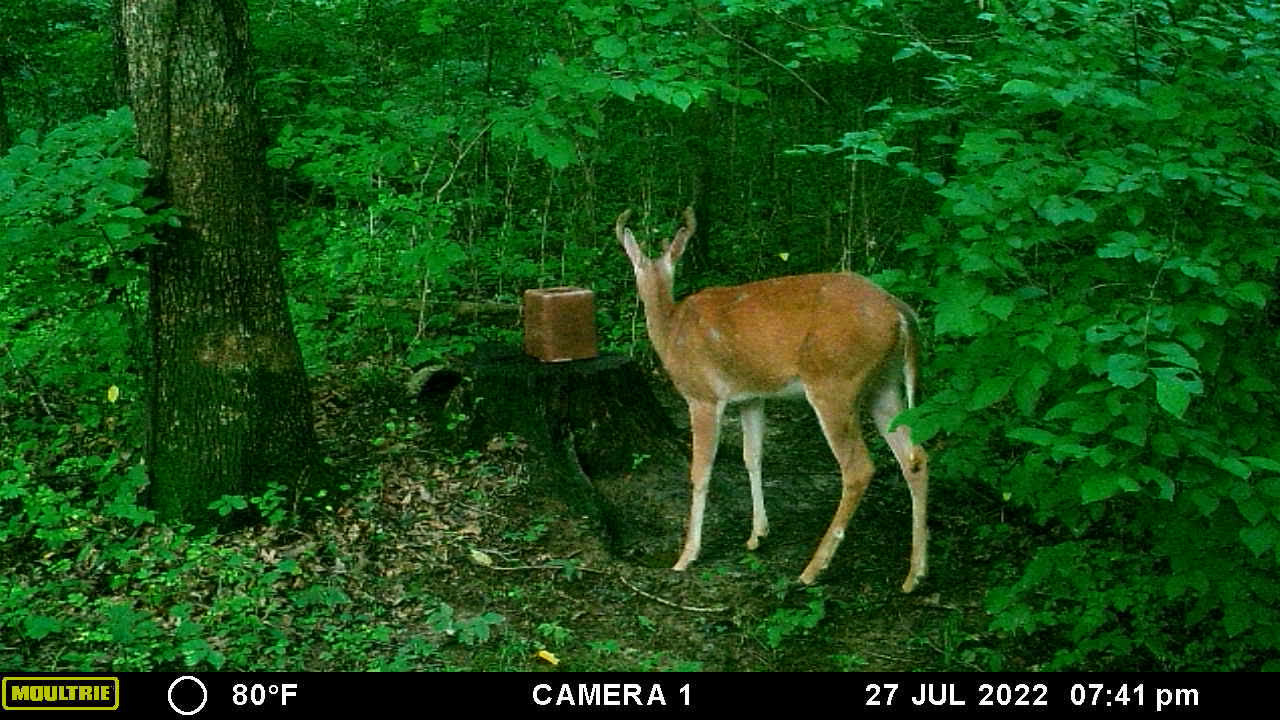 Little buck in velvet