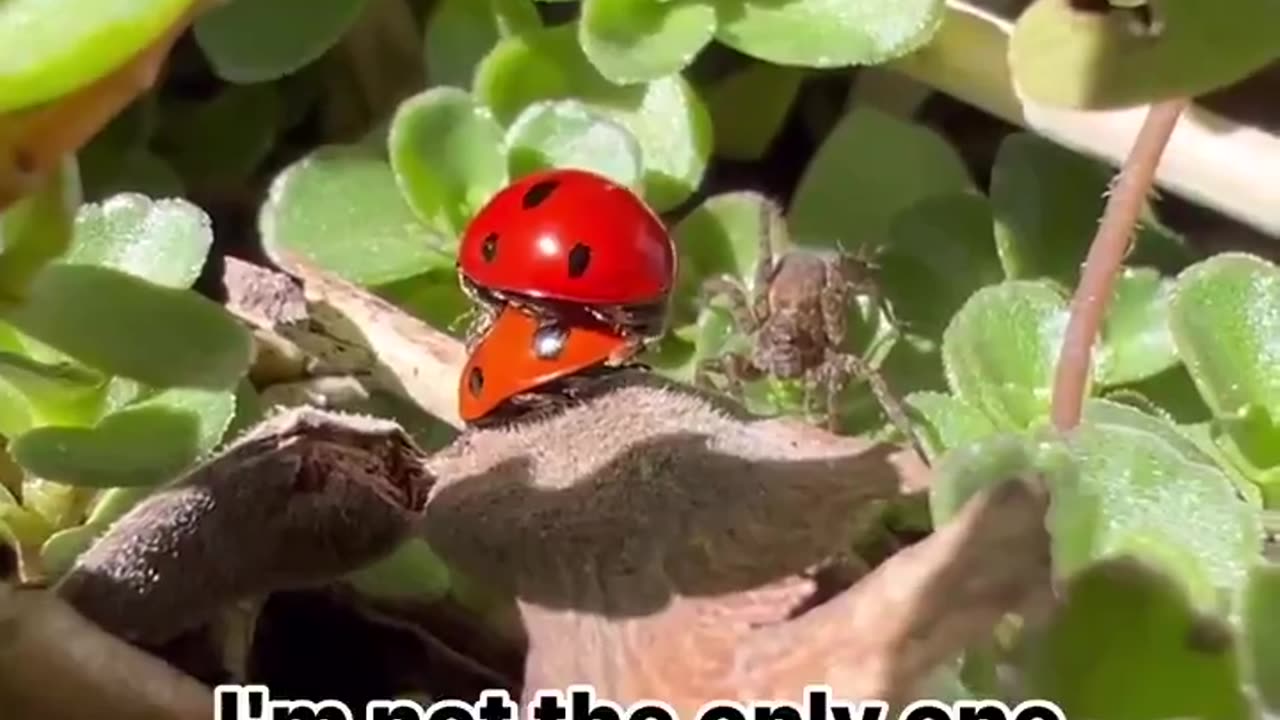 Two spiders watching these Ladybugs do the deed 😳