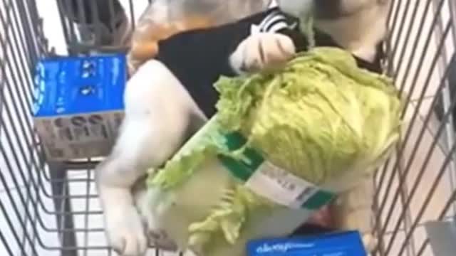 Wow! Very Nice Baby Dogs -Cute And Funny Dog Videos Compilation #short