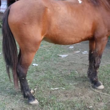 rolling stones #horseracig 😍 #shorts #shortvideo #villagemarketbd #horsevideo #villagelife