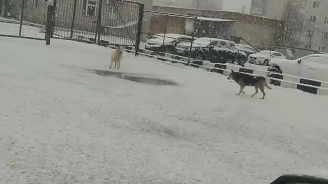 Dogs in Moscow street.