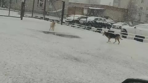 Dogs in Moscow street.