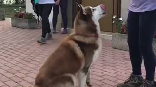 Cute husky anxious for food