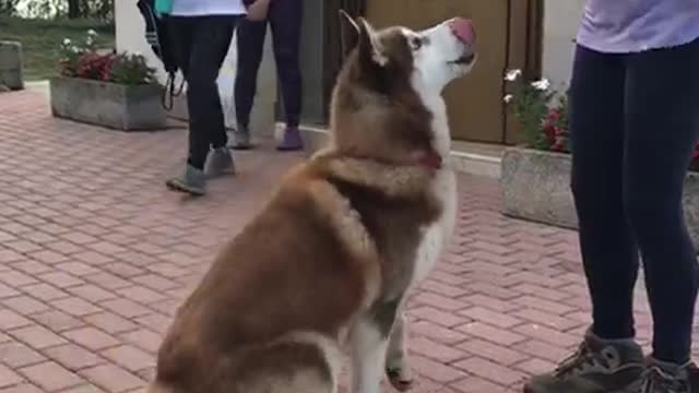 Cute husky anxious for food