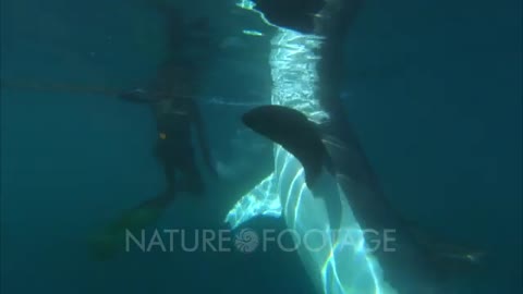 Great white shark and diver face to face without a cage