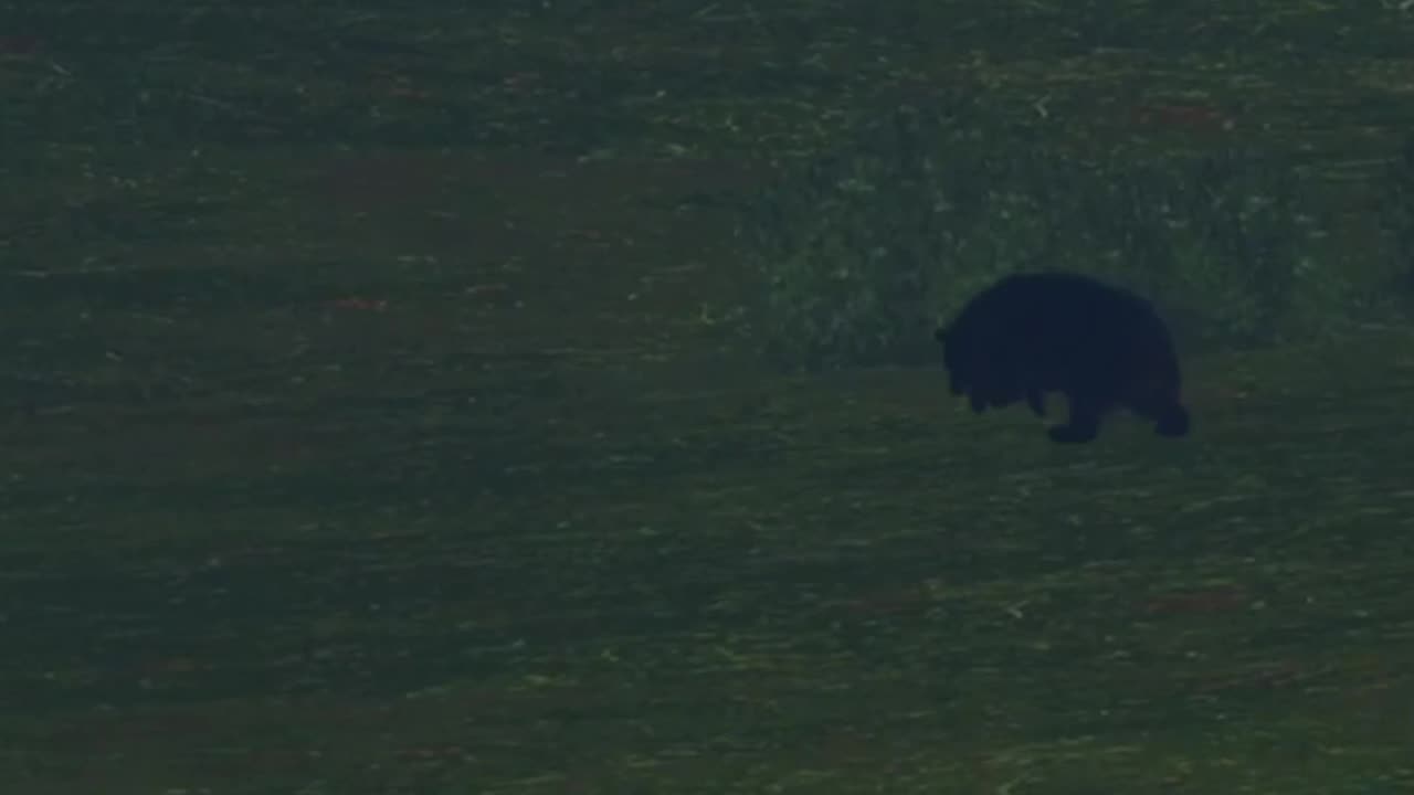 The Behind Butt Blinker in Hunter Call of the Wild