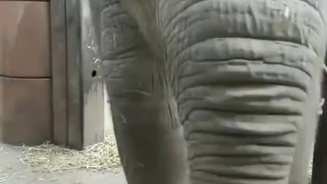 Elephant Attack me