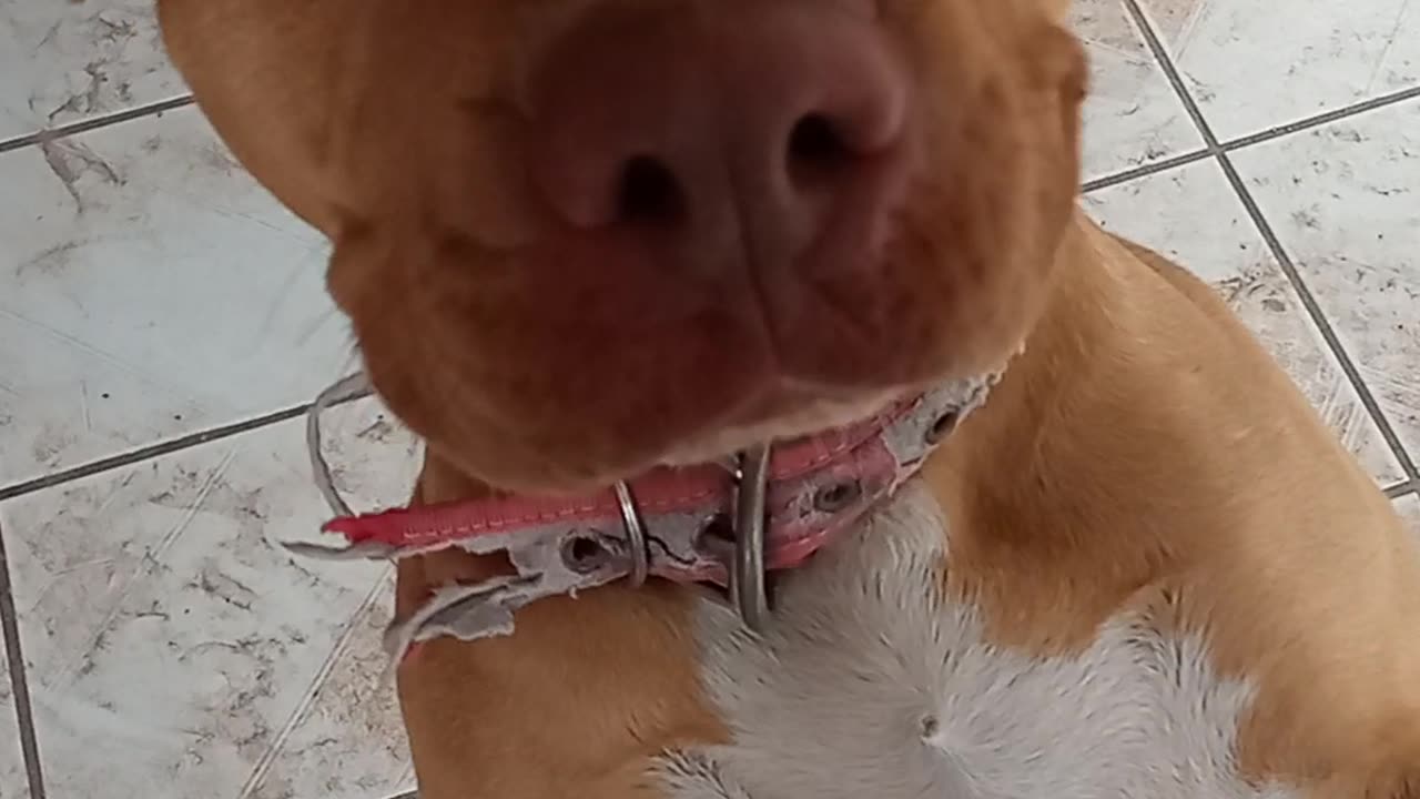 Man Playing with His Brown Pit Bull