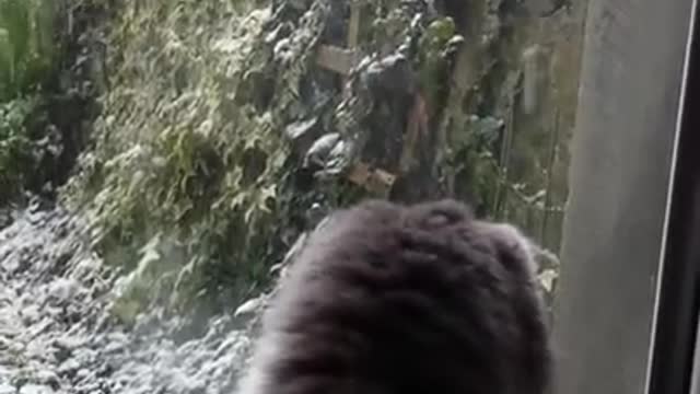 First time my cat has seen snow