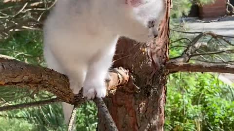 Kitten stuck on a tree branch