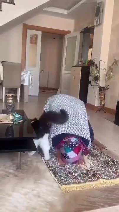 The cat interferes with daily prayer !!