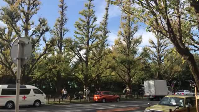 Momiji in Tokyo, Japan