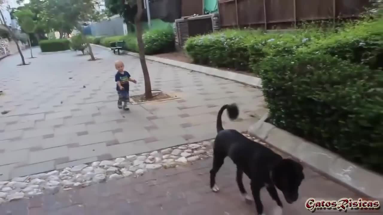 Babies walking Dogs.