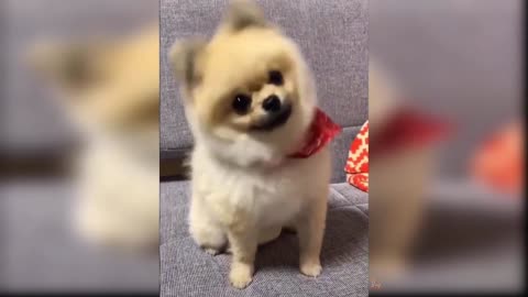 Baby Dogs - Cute and Funny Dog Videos Compilation