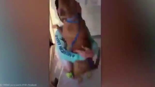 dog Julian finally found