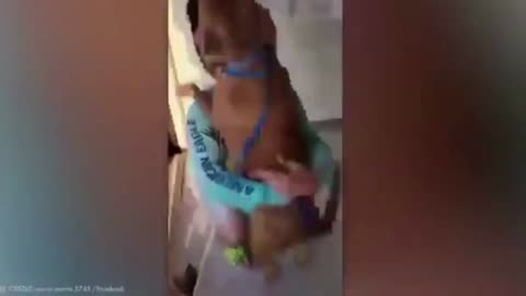 dog Julian finally found
