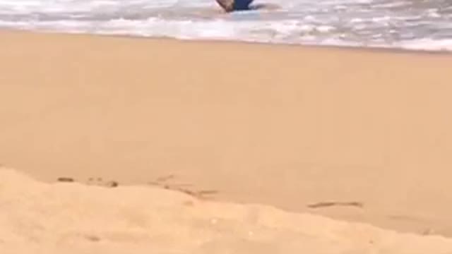 Guy with blue boogie board gets knocked down by wave