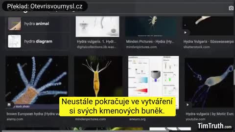 Živý tvor uvnitř covid vakcín Další informace o obsahu z analýz pod mikroskopem