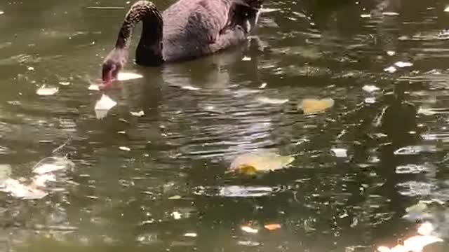 Black swans splashing in the water