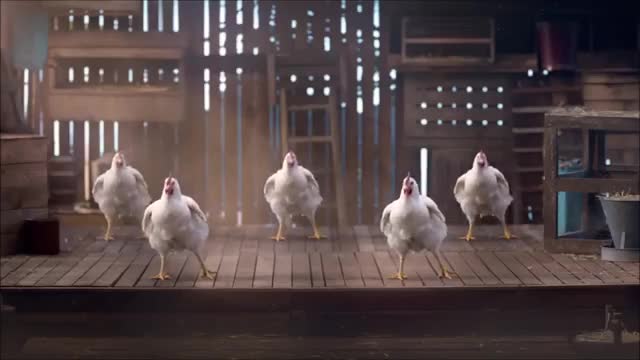 Poules qui dansent sur albatross