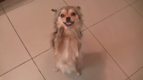 Puppy dog asks for cookies part2