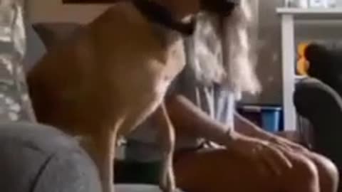 Cricket fan dog | Funny video | Viral video | Funny meme | video | Viral file