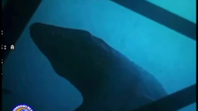 Unknown sea creature passing oil rig
