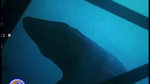 Unknown sea creature passing oil rig