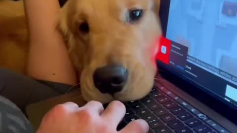 #😱😱Dog # short video# 😱😱