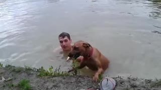 Perrita ve a un hombre ahogándose y salta al agua para salvarle la vida con una gran maniobra