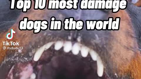 Top and most dangerous Dogs in the world