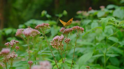 A Record-Breaking 2600 Miles – First Recorded Atlantic Crossing by Butterflies