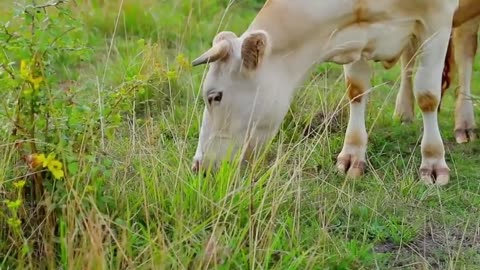 Cow video