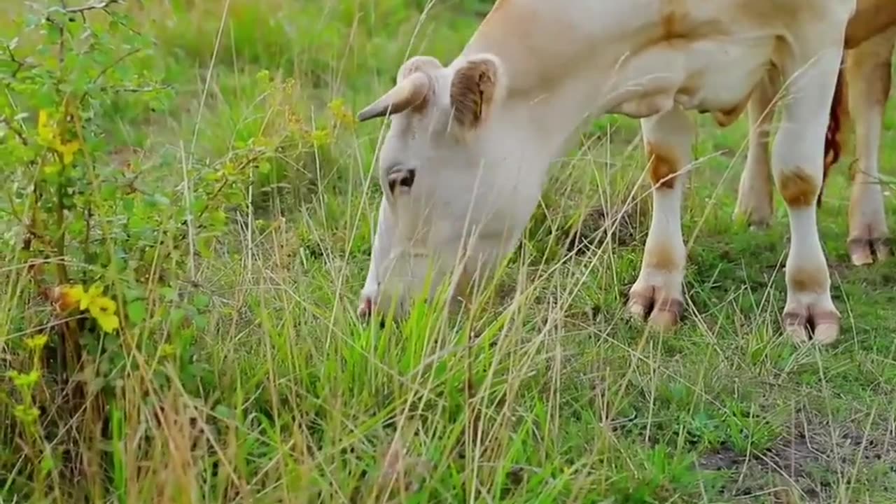 Cow video