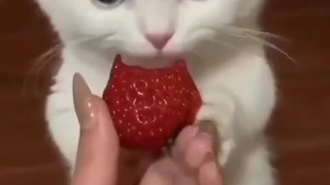 Cute funny cat