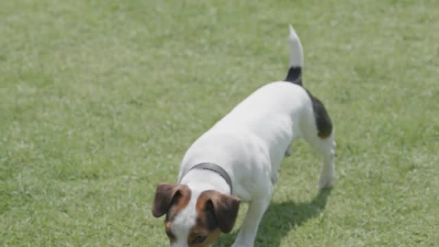 A Puppy playing with a Ball