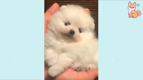 Super cute Dog's😍😍