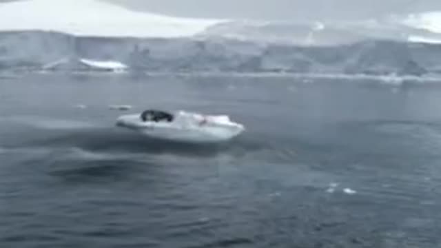 A Flock of Killer Whales Creates a Wave To Throw a Fur Seal Off The Ice. | #Shorts #interestingfacts