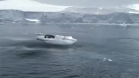 A Flock of Killer Whales Creates a Wave To Throw a Fur Seal Off The Ice. | #Shorts #interestingfacts